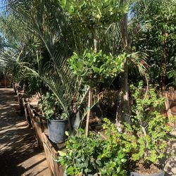 3 Tier Privet Topiary 