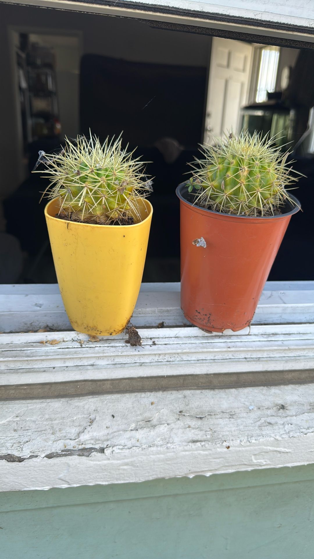 Succulent Cactus .