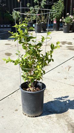 Arabian Jasmine / Sambac Jasmine 🌿🌸 — 5 Gallon