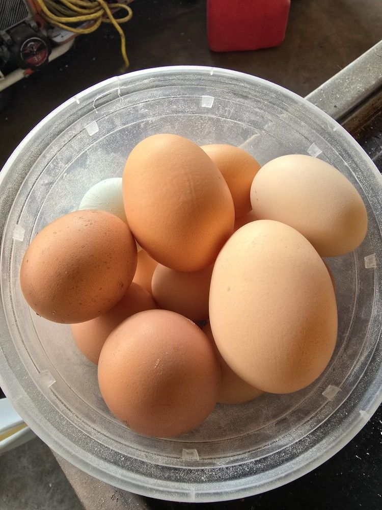 eggs free range backyard