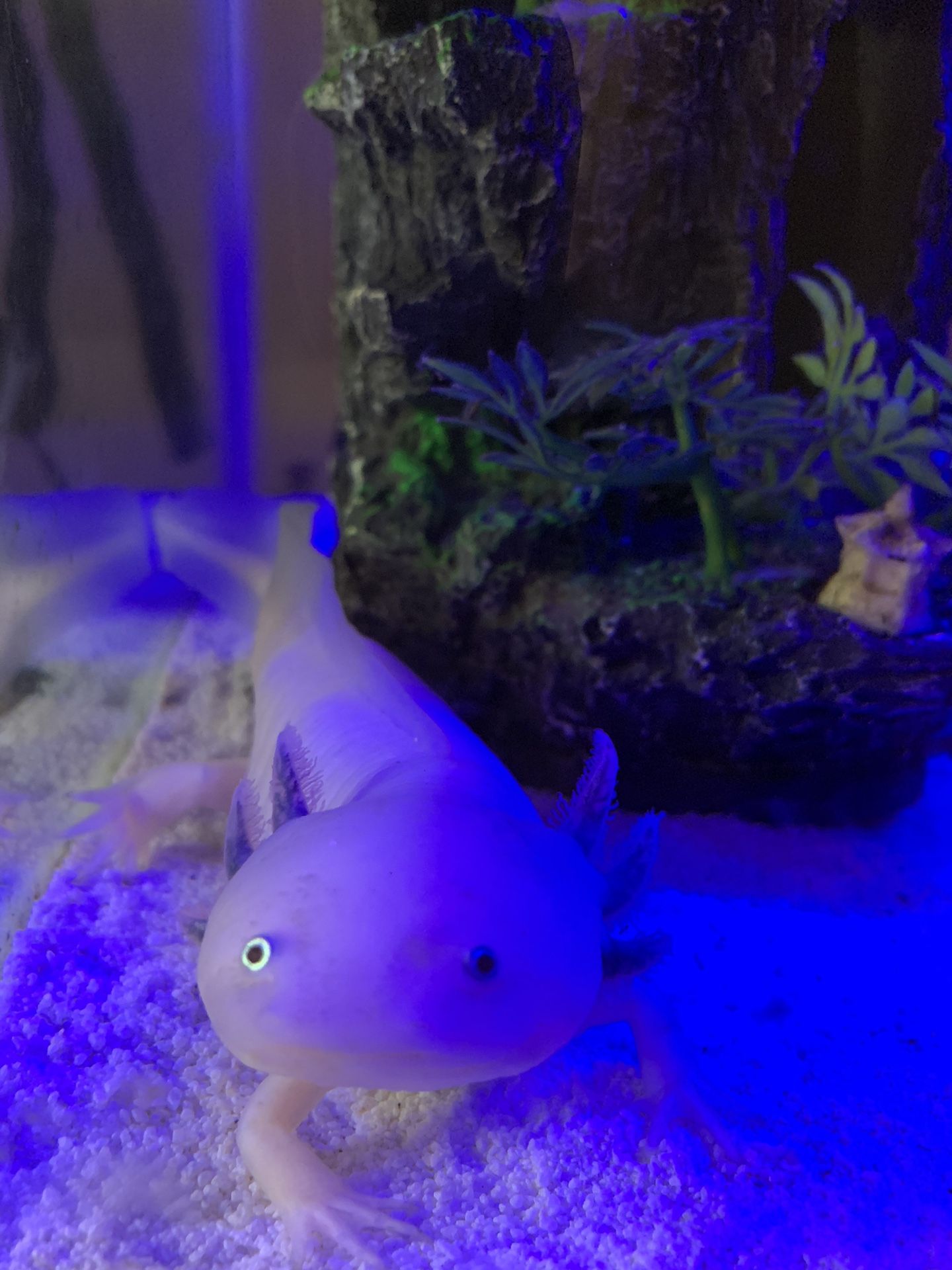 Fish Tank / Aquarium