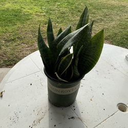 1 Gallon Dwarf Snake Plant