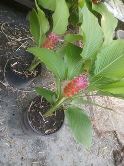 Orange torch ginger