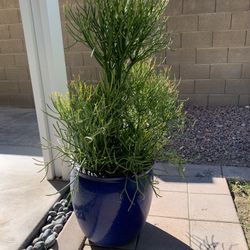 Plant ðŠī And Pot