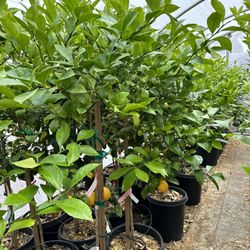 Meyer Lemon