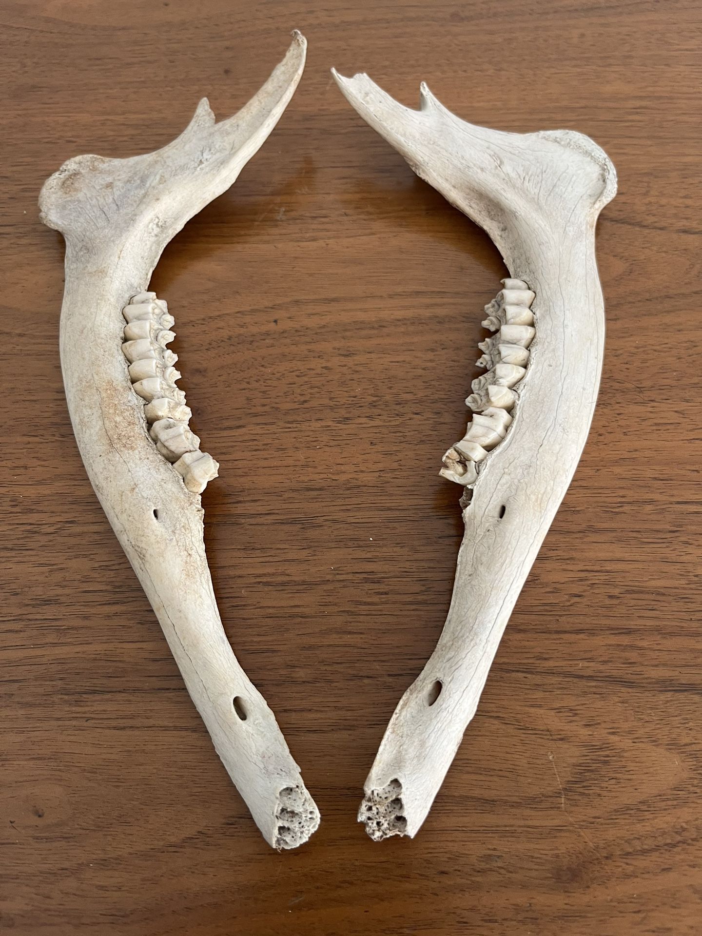 Animal Jawbones