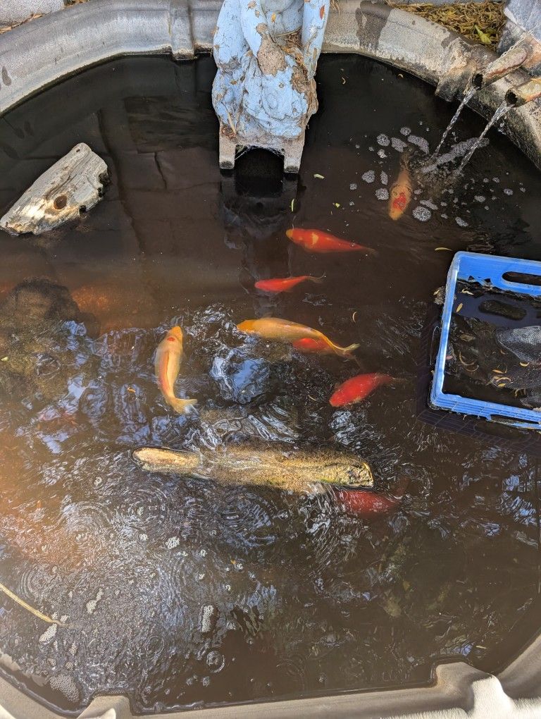 KOI POND FOR SALE