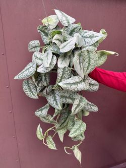 6” scindapsus exotica