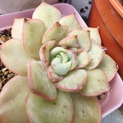 Succulents Plants Echeveria Vailla Girl  Korean  Imported 