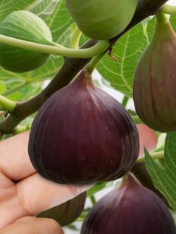 Fig Trees (5 trees available)