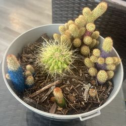 Cactus