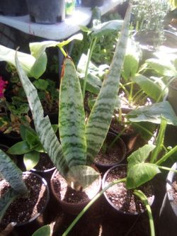Plants (Plantas) NOT FREE