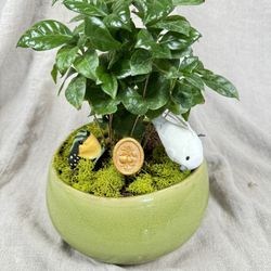 Coffee Plant, Custom Potted 