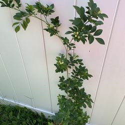 Orange Jasmine Flower Plant With Flower 