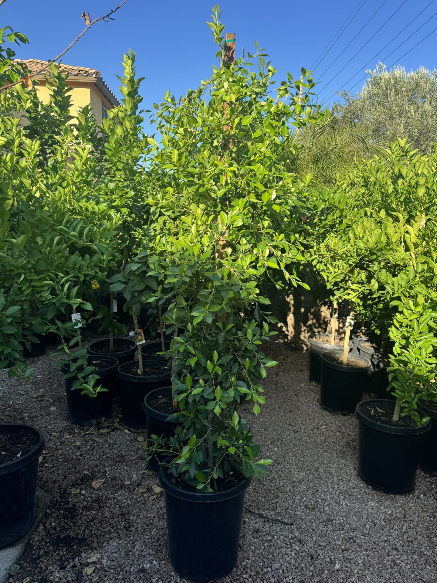 Ficus Trees Column