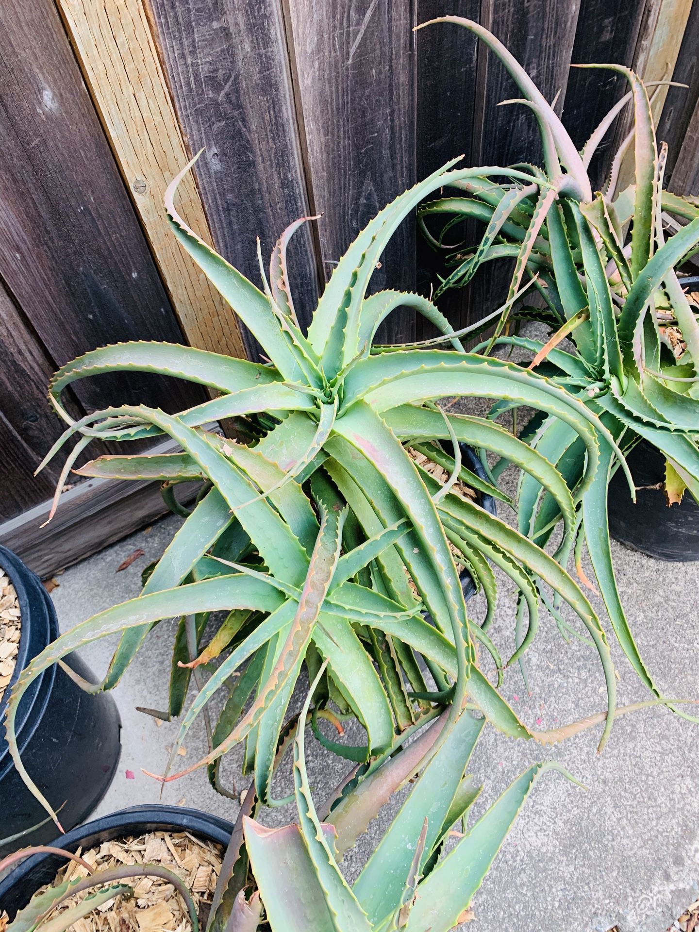 Mature Potted Candelabra/Arborescens/Torch Aloe Plants
