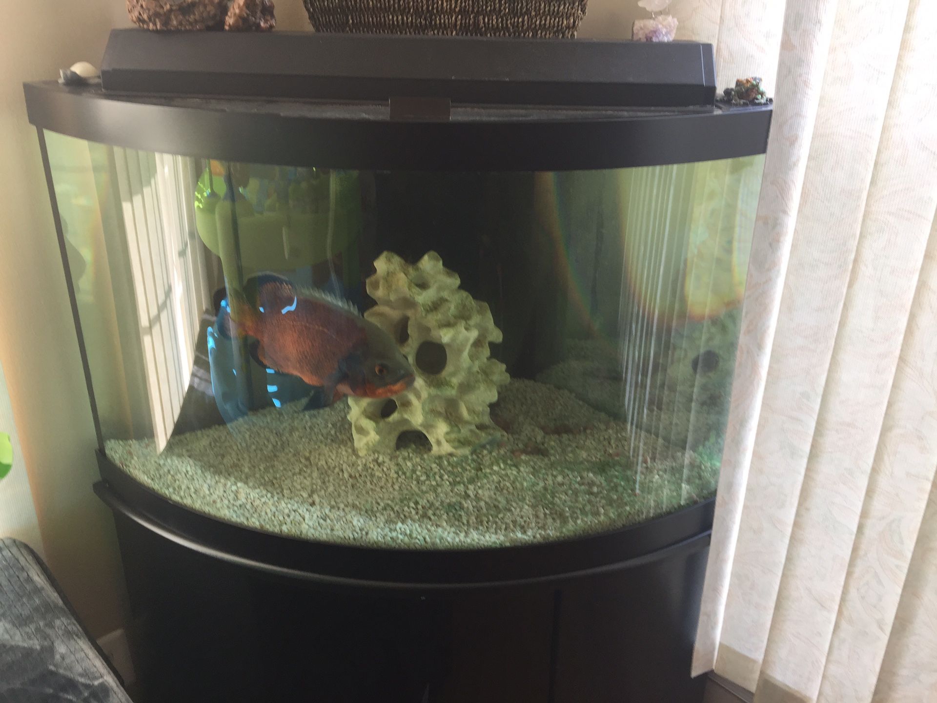 55 gallon corner tank with giant Oscar fish