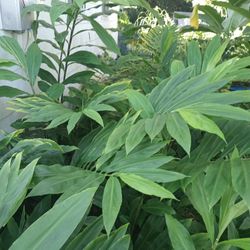 100% Organic Herbal Leaves To Make Tea $1 - $10 pound.