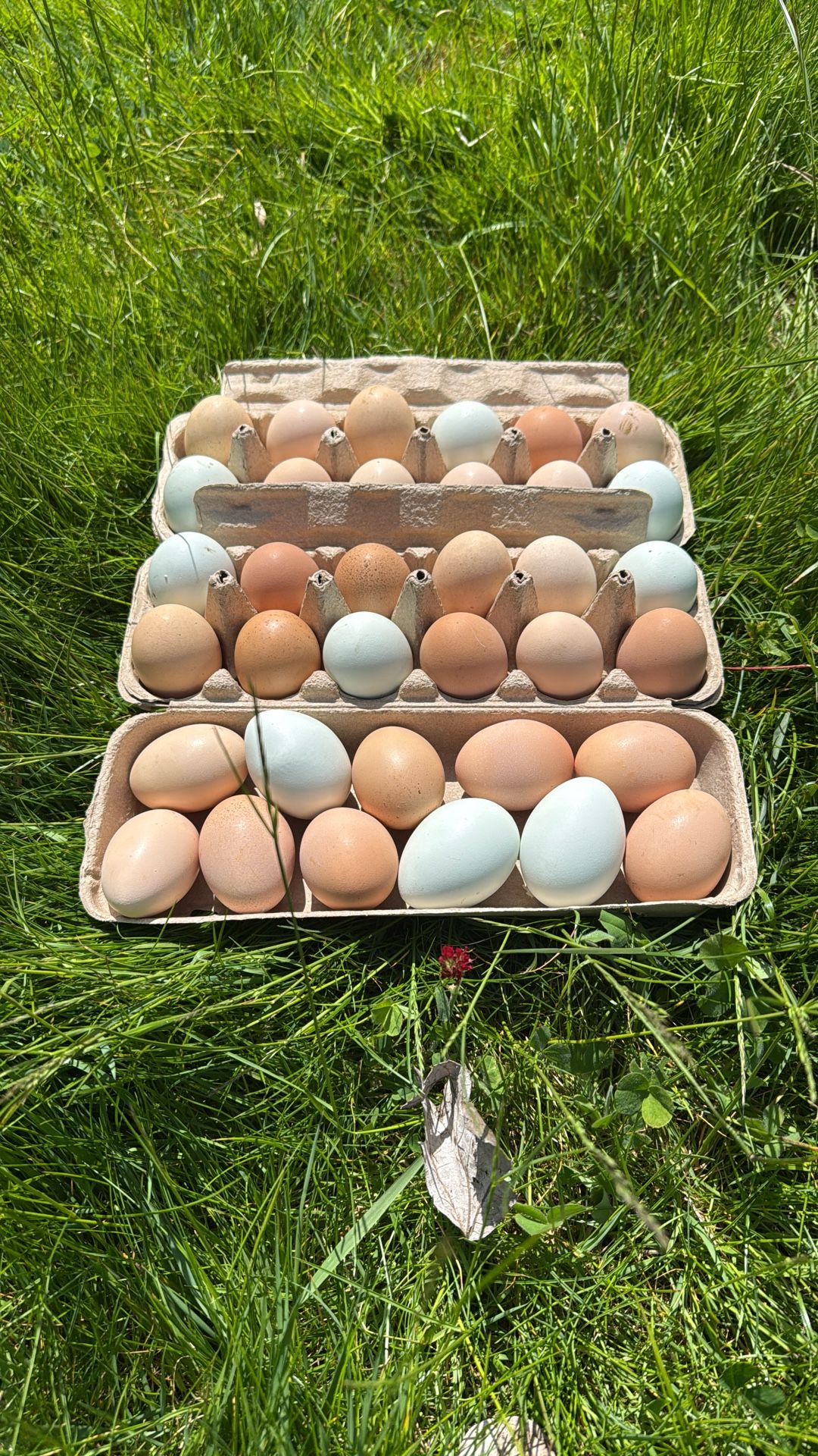 Fresh Eggs - Organically Fed
