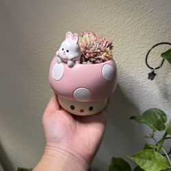 Rare Succulent with Pot 🪴