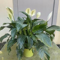 Spathiphyllum Peace Lily House Plant 8” Pot