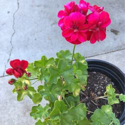 Hot Pink Geranium Flower Plant 