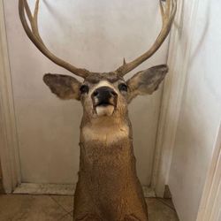 Deer Head 