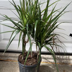 Dracaena marginata Plant 