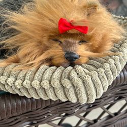 Perfect Petzzz Yorkshire Terrier