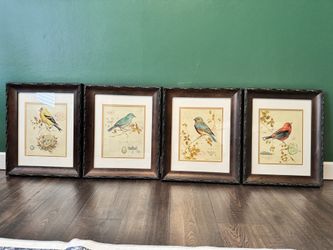 Framed Bird Illustration Collection