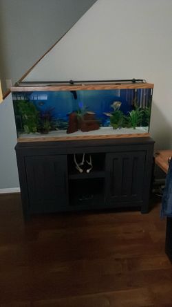 55 gallon fish tank