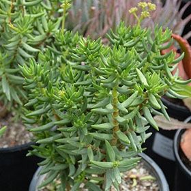 Tetragona Crassula Succulent