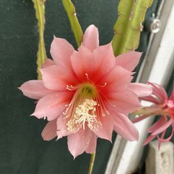 Epiphyllum Blooming Plant, In 1 Gallón Pot Pick Up Only