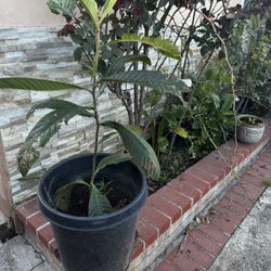 15 Gallons Loquat Fruit tree (Eriobotrya japonica), also known as Japanese plum or Chinese plum. This matches perfectly based on the large, gloss