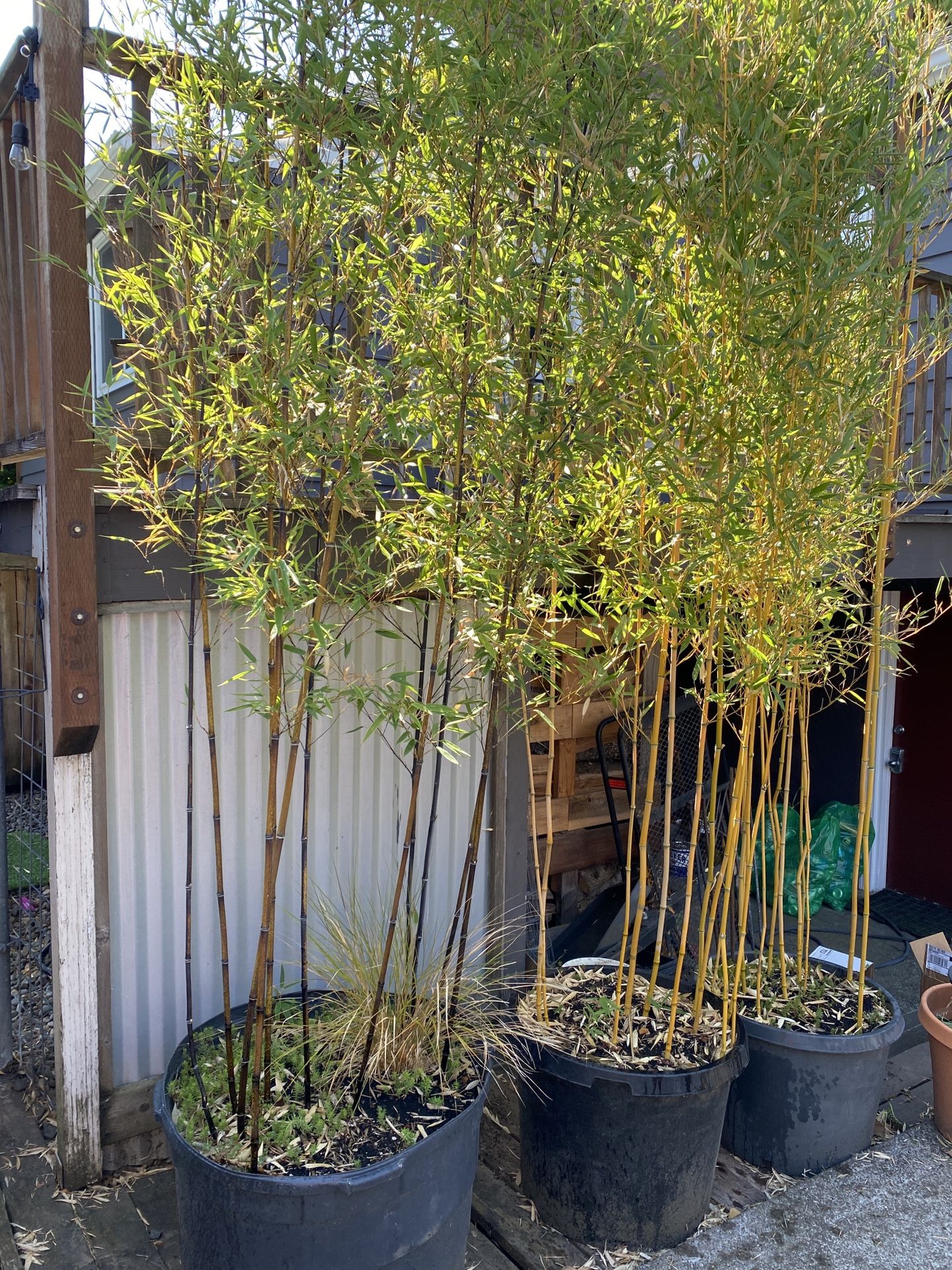 (1) #25 Golden Crookstem Bamboo  & (1) Black Bamboo 