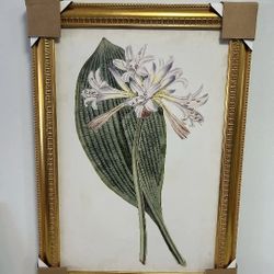 "Antique Botanical Collection IV" Print in a Gold Frame 22"x 32" ***NEW***