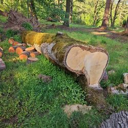 Free Oak Log