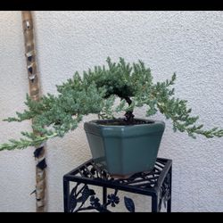 Bonsai Plants All Kinds Of Shapes $65 Each Many To Choose From