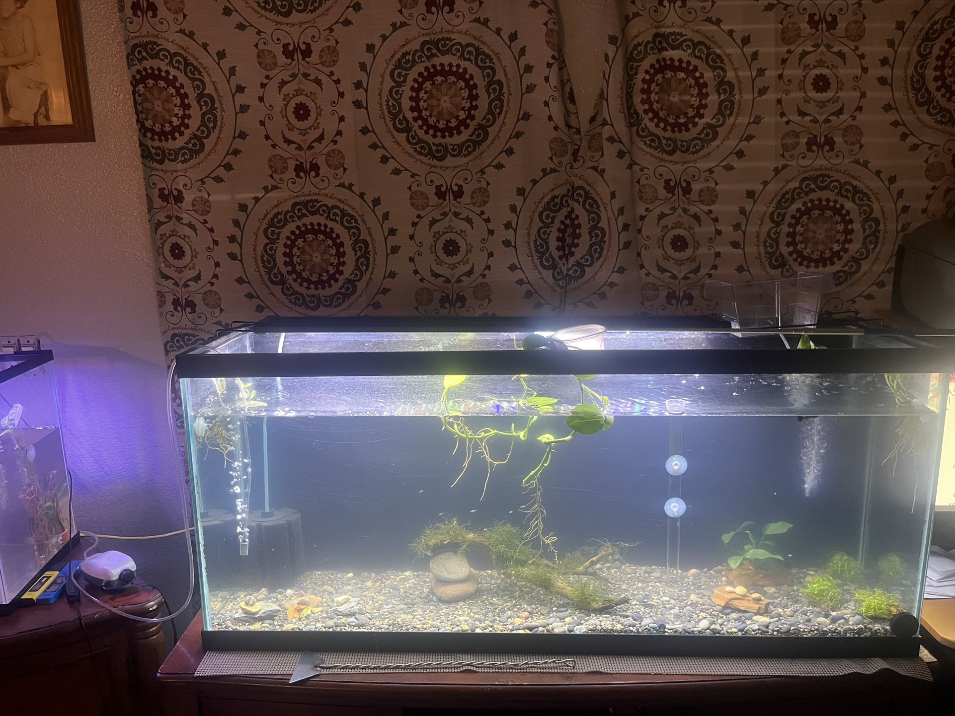 Fish Tank