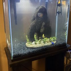 30 Gallon Fish Tank! 