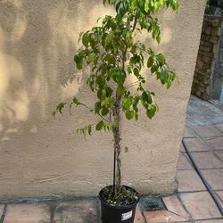 Braised Ficus Plant