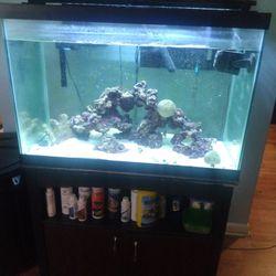 65 Gallon Salt Water Fish Tank
