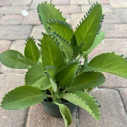Big and beautiful Kalanchoe pinnata - Mother Of Thousands 🪴