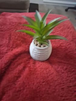 ACCENT PLANT