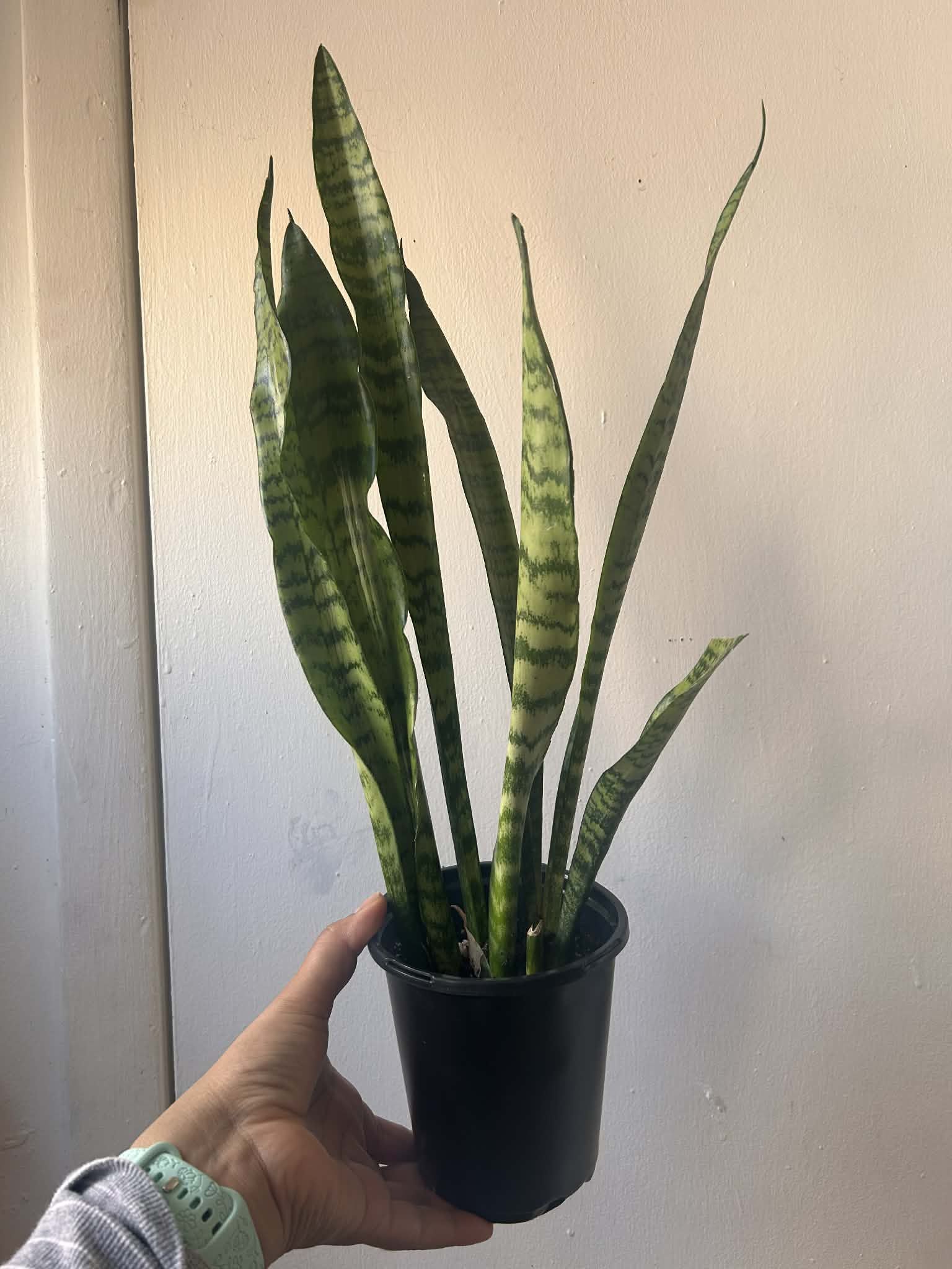Snake Plant Read Description ⬇️