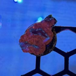 Acan Fake Coral Decoration 