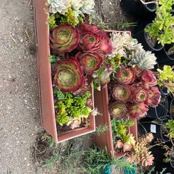 Succulents 