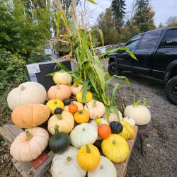Pumpkins And corn Stalks 