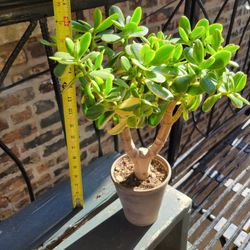 Big Lemon Lime Jade Plant 