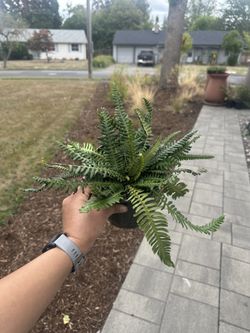 Native Plant: Deer Fern (Struthiopteris spicant) - 1 gallon